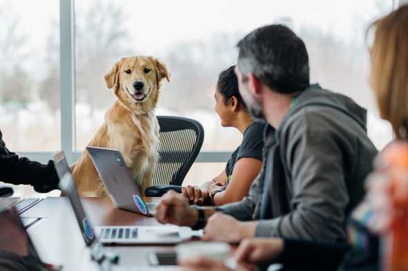 Golden Retriever Sitting in Interview Chair